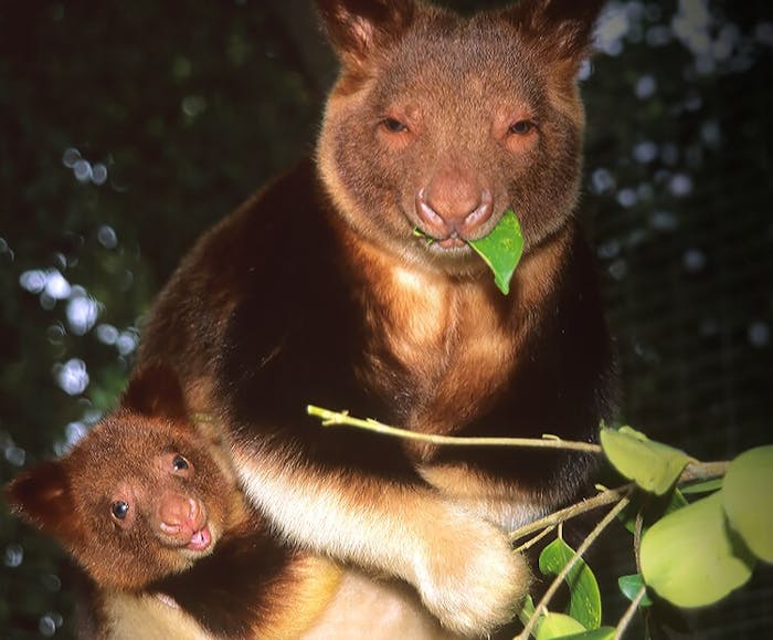 tree kangaroo webkinz