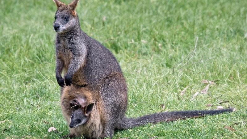 Blog - 30 Iconic Aussie Animals for the Bucket List.