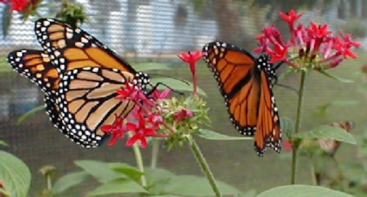 Sharing the Butterfly Experience - Hawaii Butterfly Releases