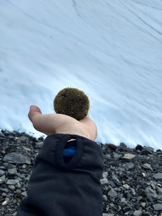 On an Alaskan glacier, little green moss balls roll in herds