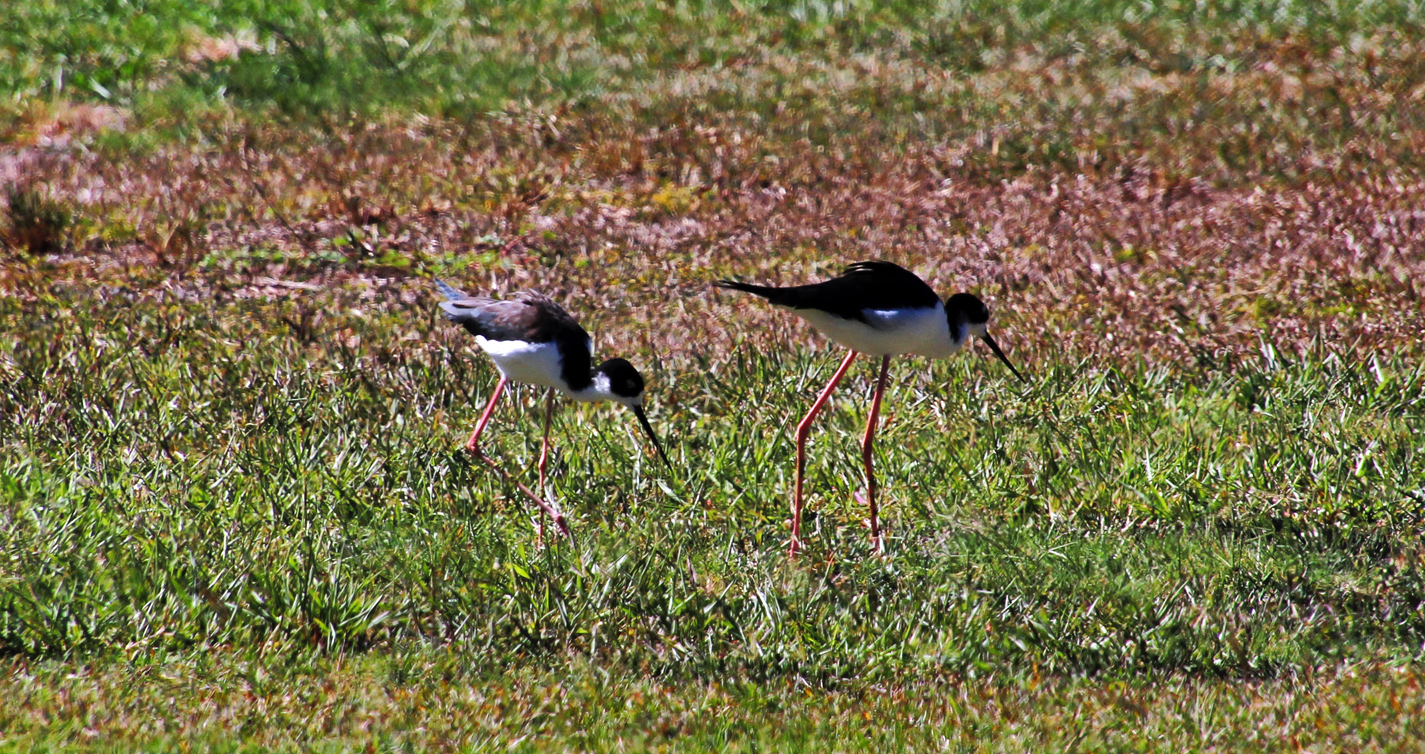 The Hawaiian stilt (Himantopus mexicanus knudseni) is an endangered Hawaiian subspecies of the black-necked stilt (H. mexicanus) species.  It is a long-legged, slender shorebird with a long, thin beak.  Other common names include the Hawaiian black-necked stilt, the aeʻo (from a Hawaiian name for the bird and word for stilts), the kukuluaeʻo (a Hawaiian name for the bird and word for “one standing high”), or it may be referred to as the Hawaiian subspecies of the black-necked stilt.