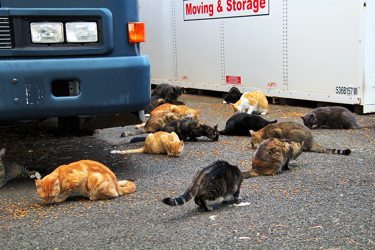 The cats at He'eia State Park get fed by a volunteer each afternoon.