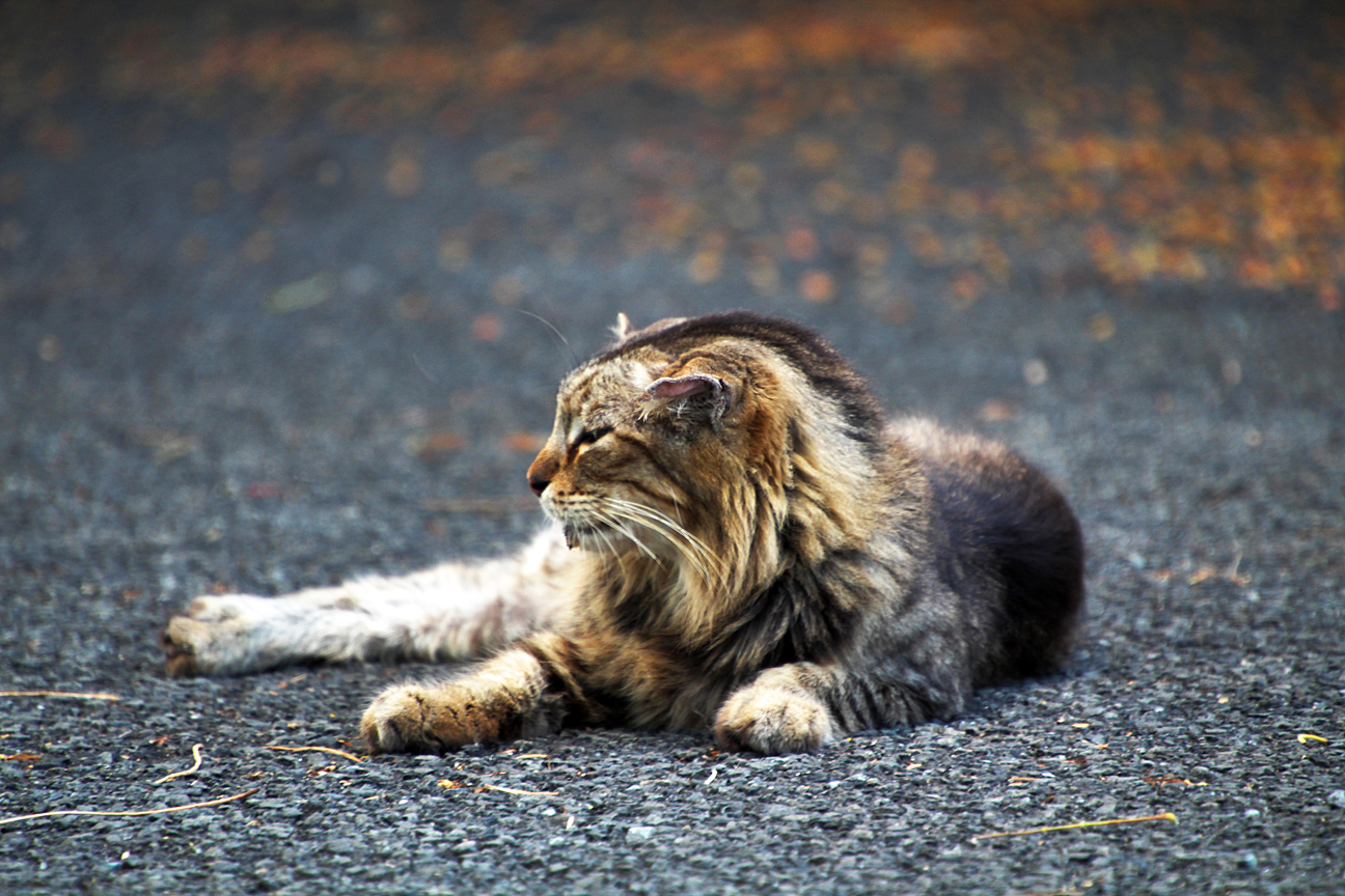 One of the many cats at He'eia State Park.