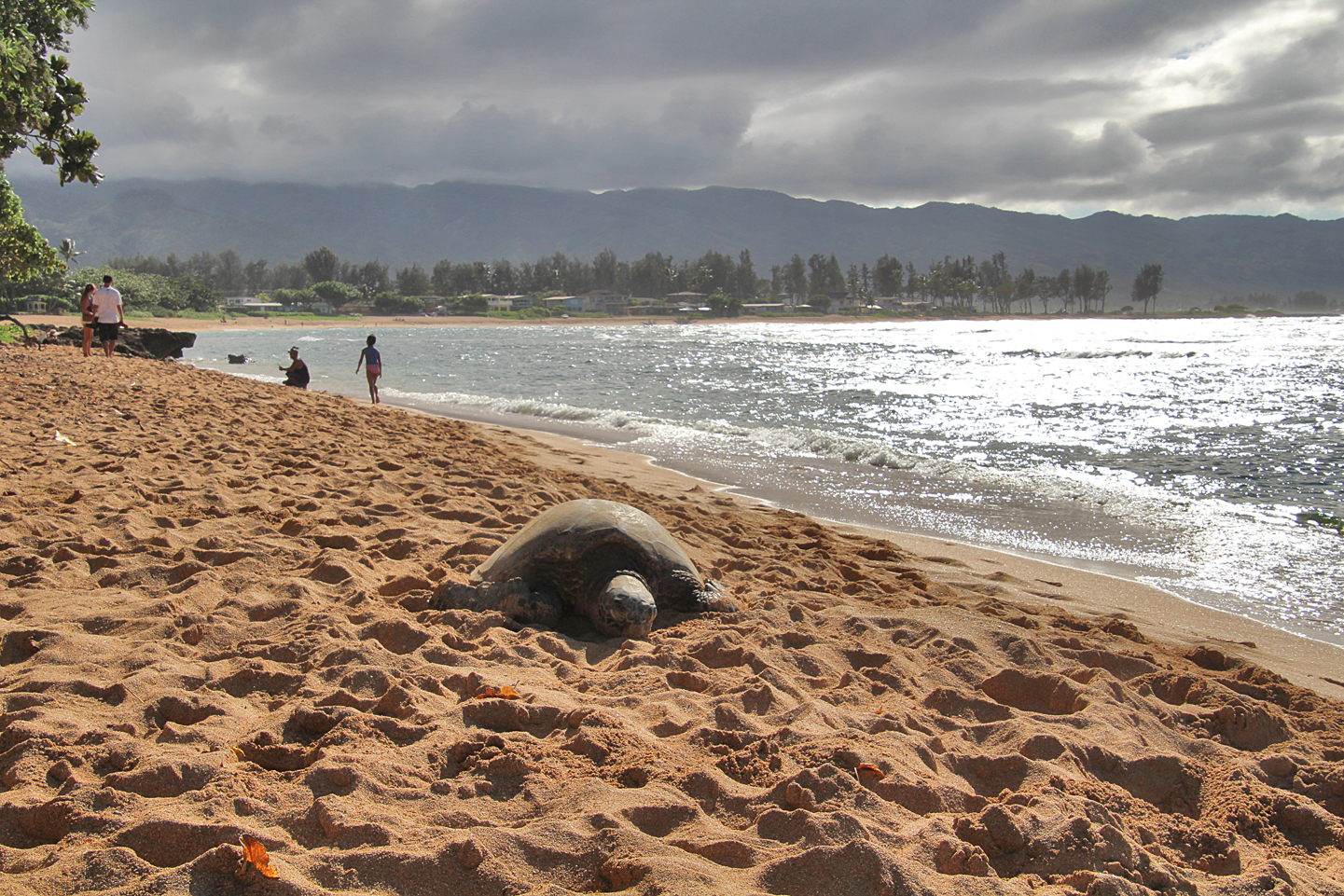 Hawaiian Monk Seal on the beach. This one's name is Honey Girl. She is the mother of Ipo.