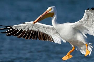pelican landing in water