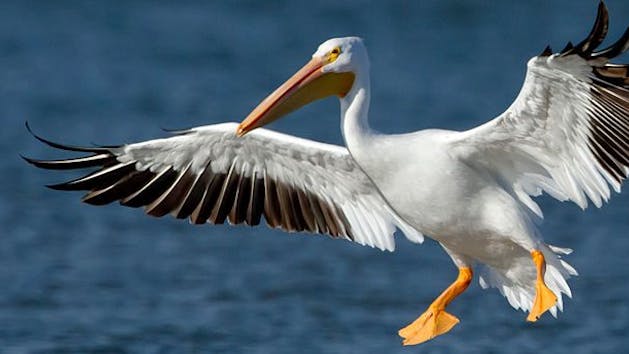 pelican landing in water