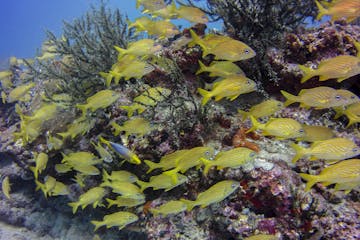 school of fish near coral reef