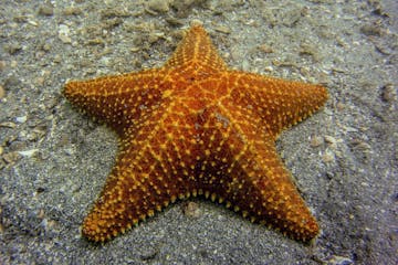 starfish on ground