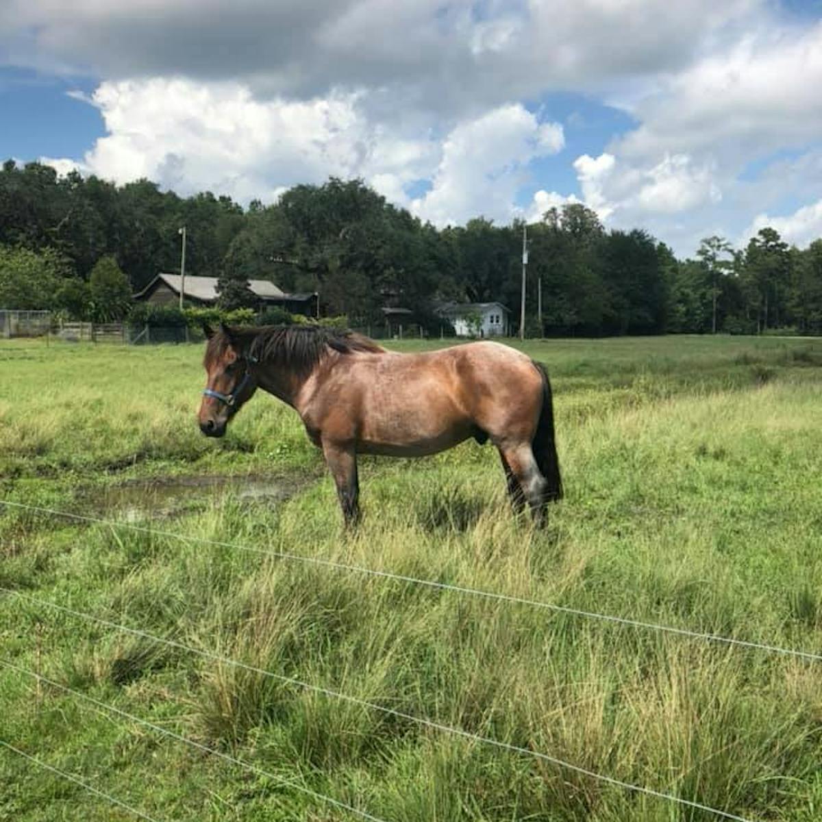 a horse grazing in a pasture