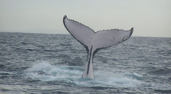 Whale Watching in Hampton, NH