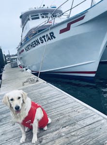 a dog sitting on a boat