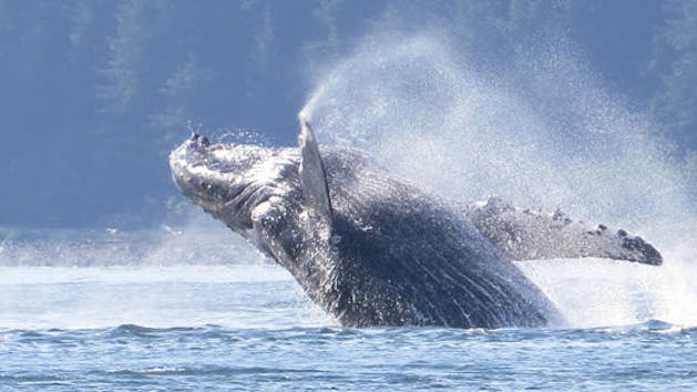 Humpback whale jumping