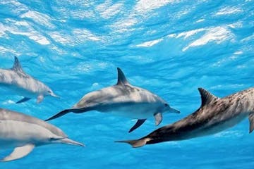 Spinner Dolphins Swimming