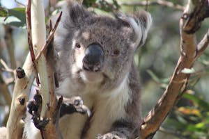 A koala in a tree