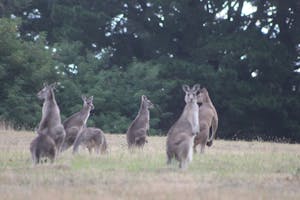 Kangaroos in the bush