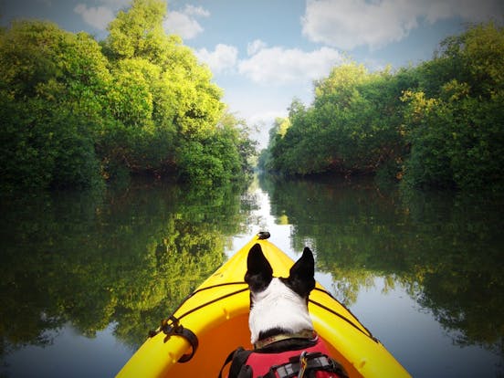 Dog Sits On Front of Kayak